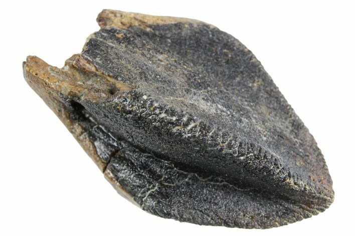 Gorgeous, Unworn Fossil Dinosaur (Triceratops) Crown - Wyoming #358263